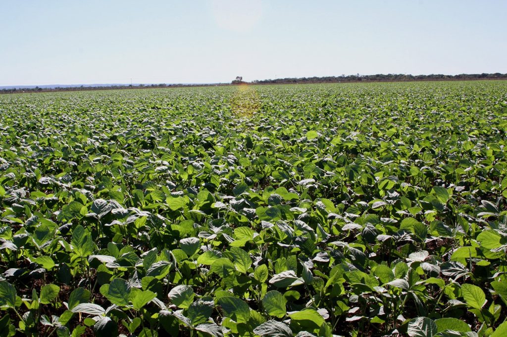 Funcionário é suspeito de desviar 65 toneladas de soja de fazenda e vender carga por R$ 100 mil