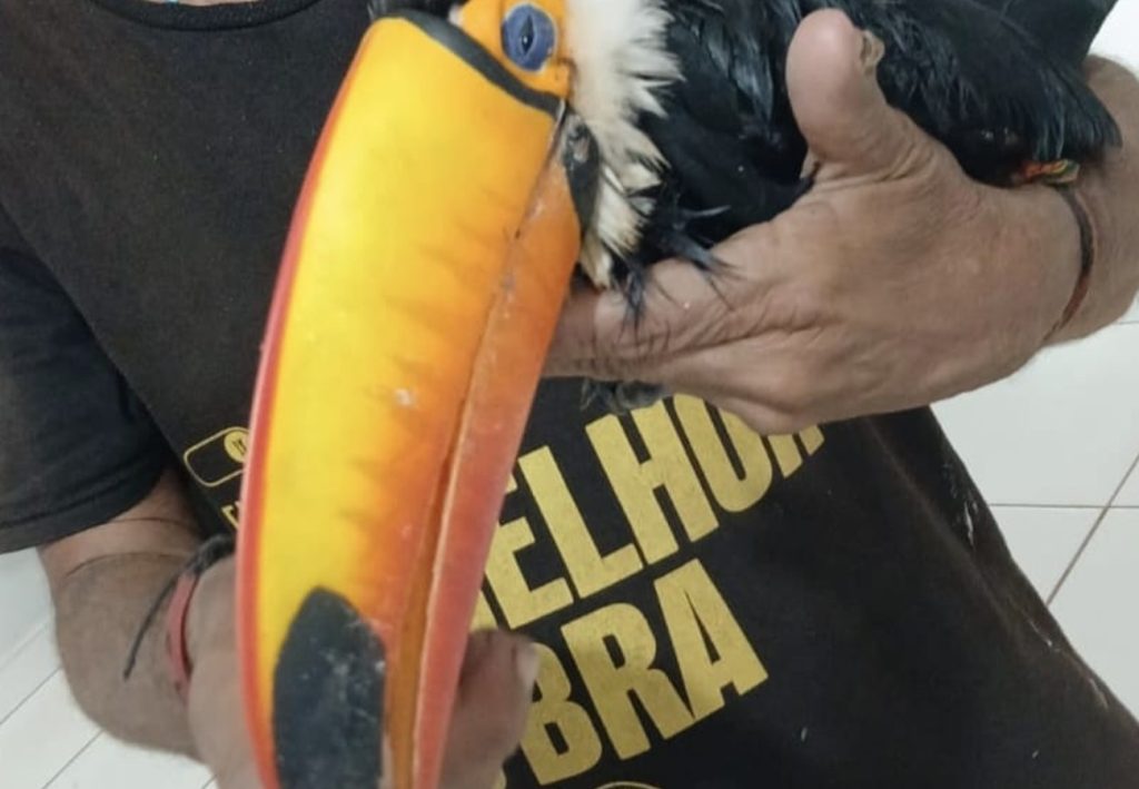 Homem leva tucano ferido a UPA e vai embora antes da chegada de apoio especializado; entenda